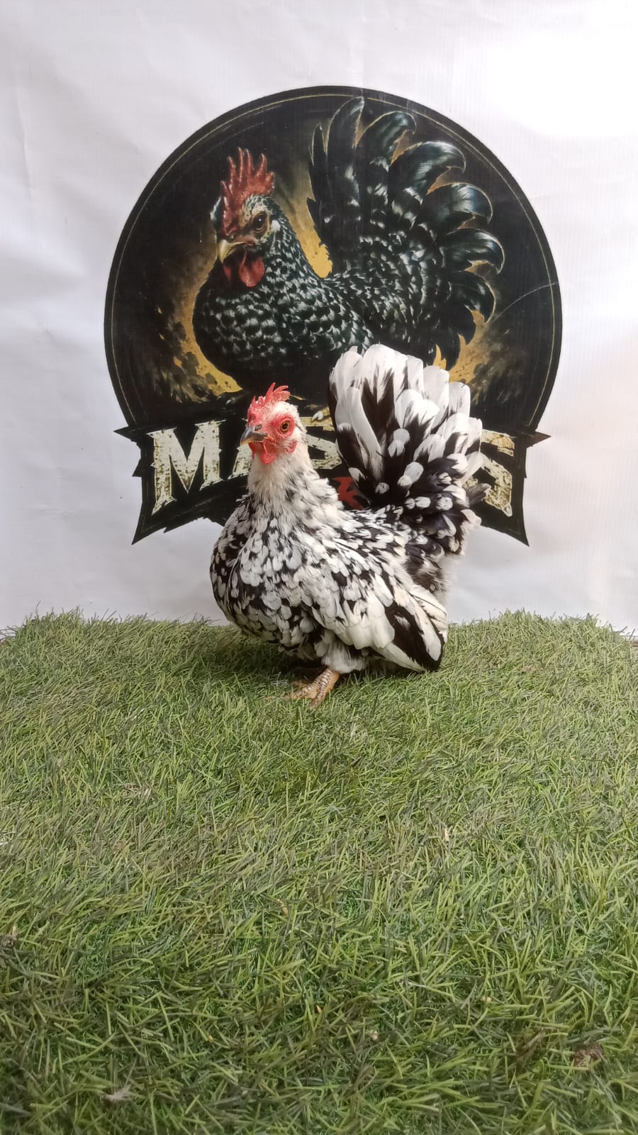 Ayam Kate Betina Black Motled