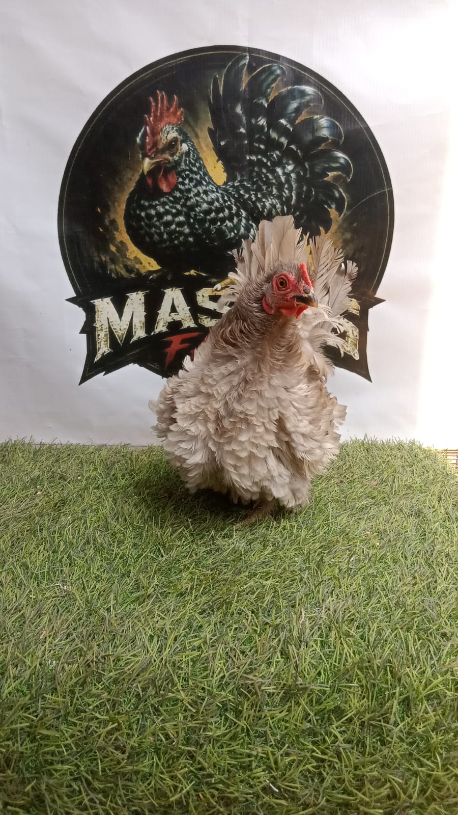 Ayam Kate Walik