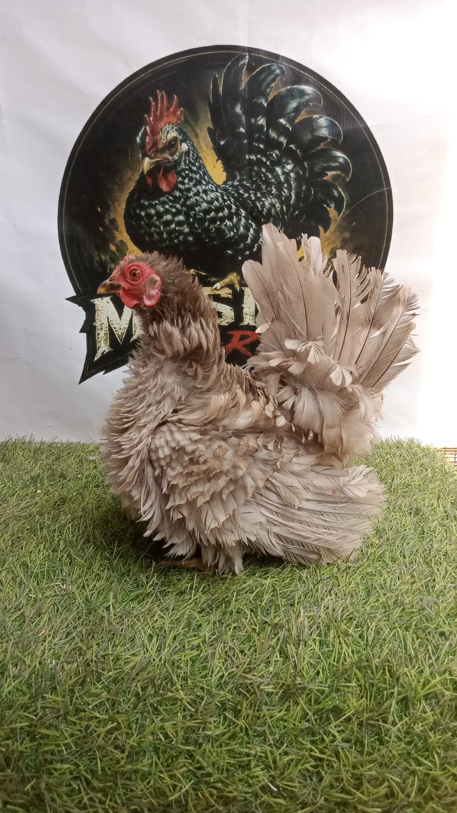 Ayam Kate Walik