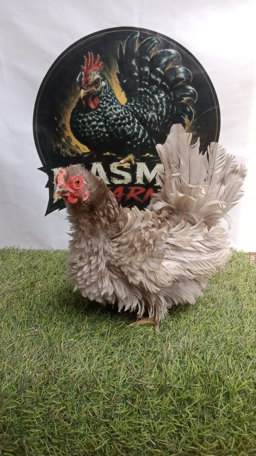 Ayam Kate Betina Walik