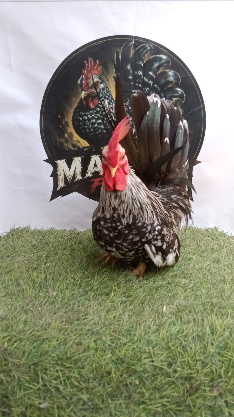 Ayam Kate Jantan Black Motled