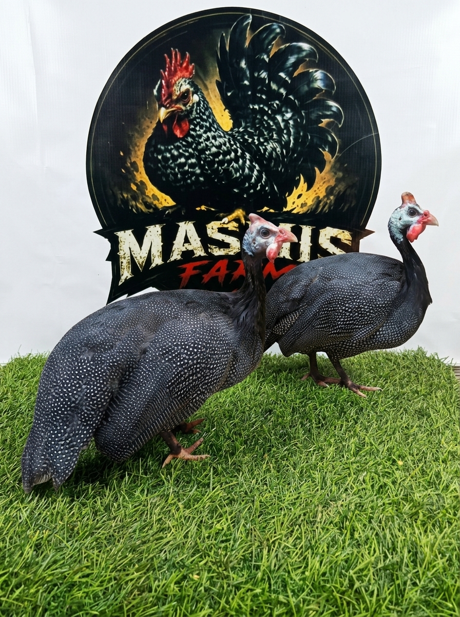 Ayam Mutiara 1