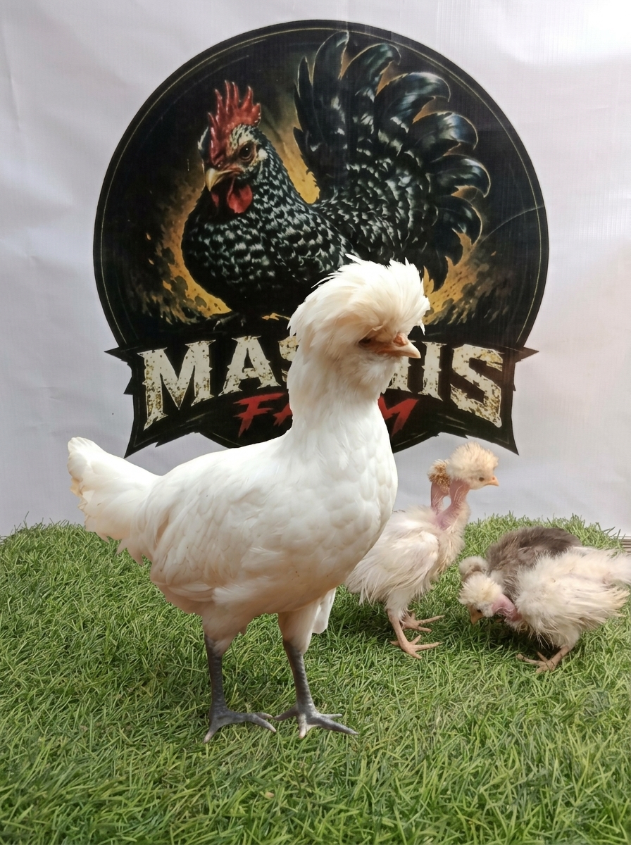 Ayam Poland