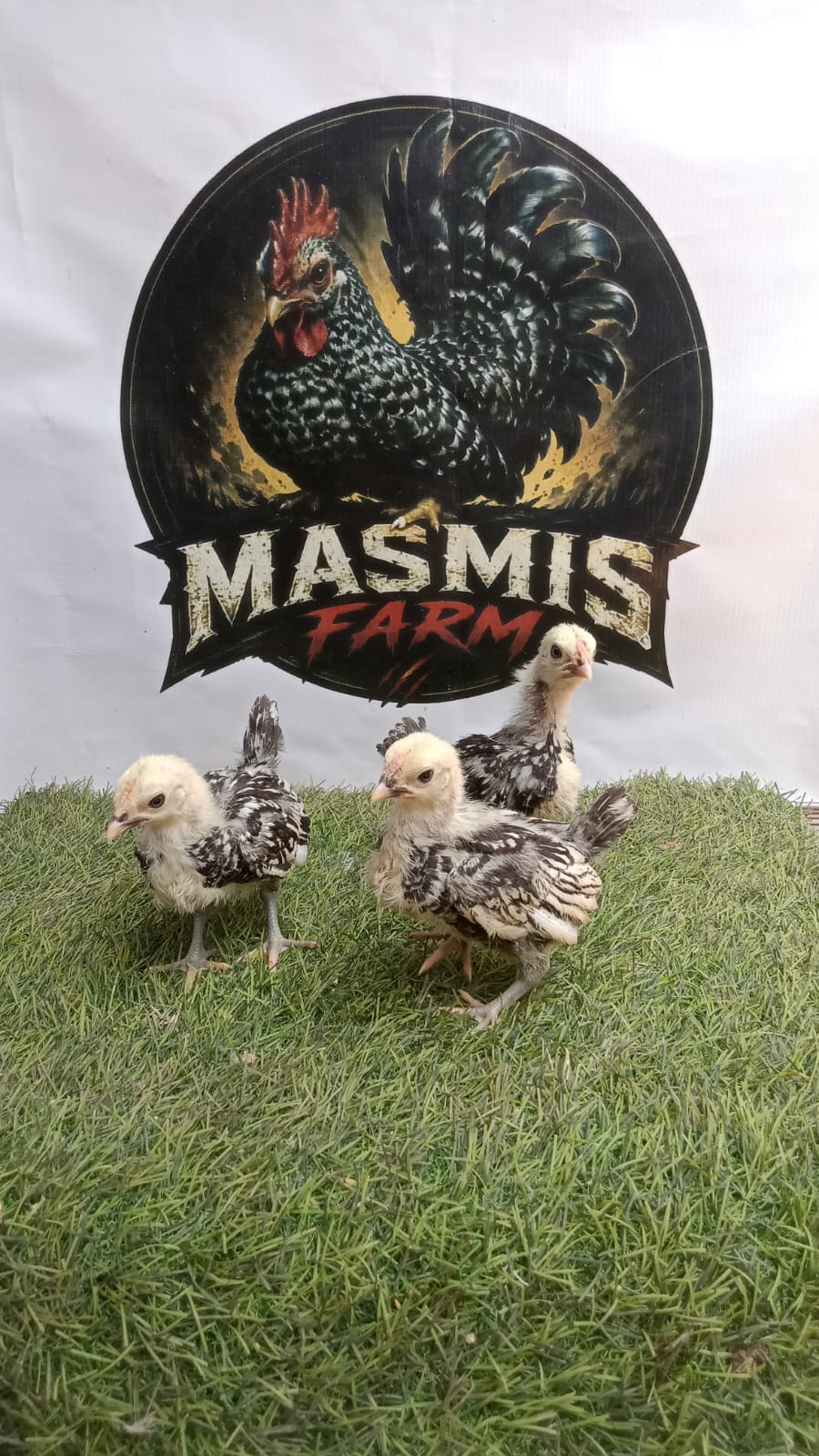 Anakan Ayam Batik Italy